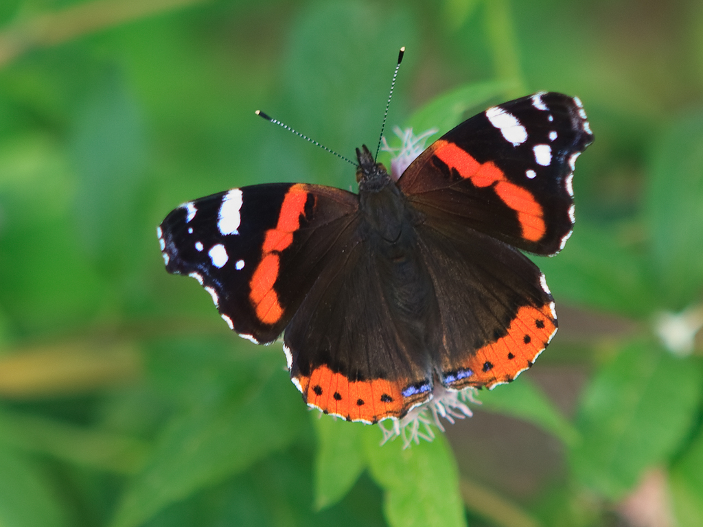 Vanessa atalanta Atalanta Red Admiral